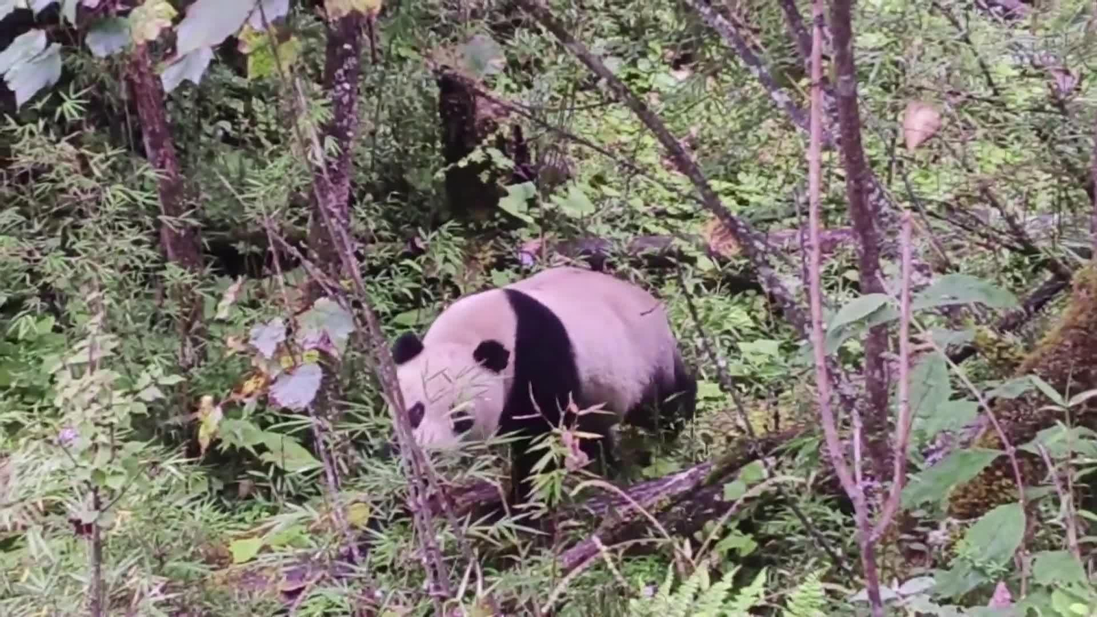 va panda sichuan