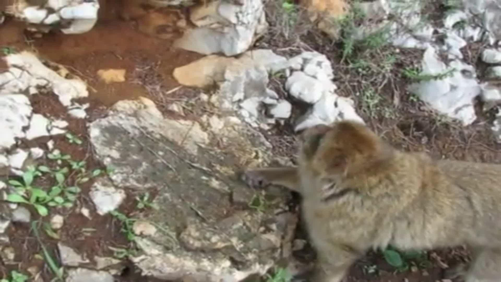 J003-EDI-VARIOS GEOFAGIA MONOS DE GIBRALTAR