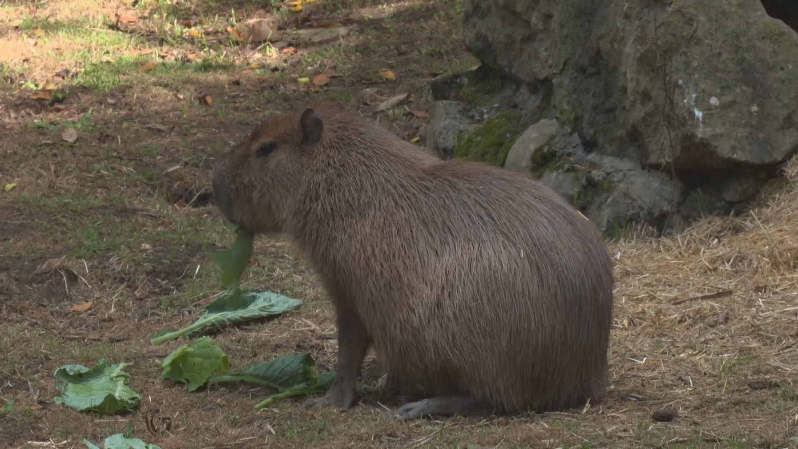 capibara zoo santillana