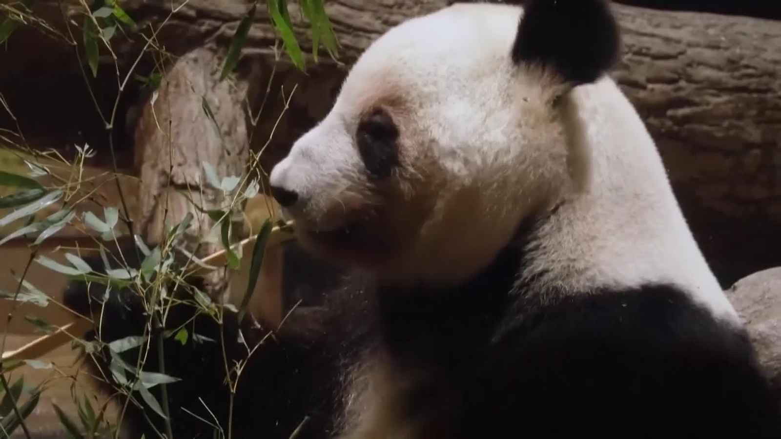 va ultimos pandas de japon