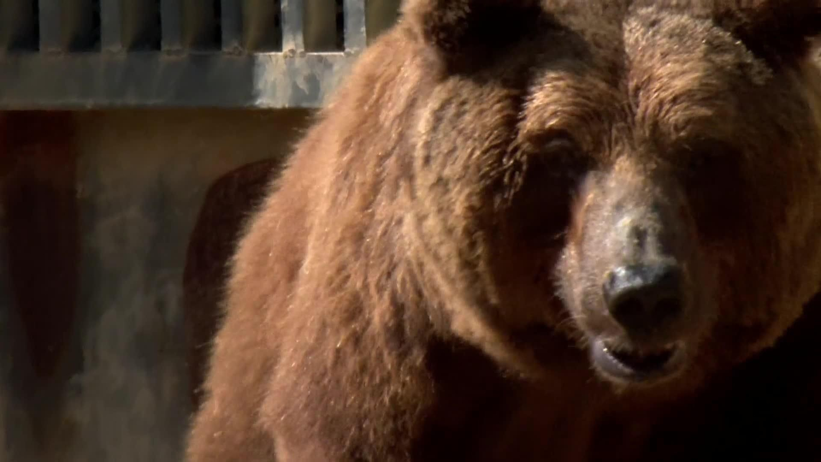 web oso busca donde vivir web oso busca donde vivir