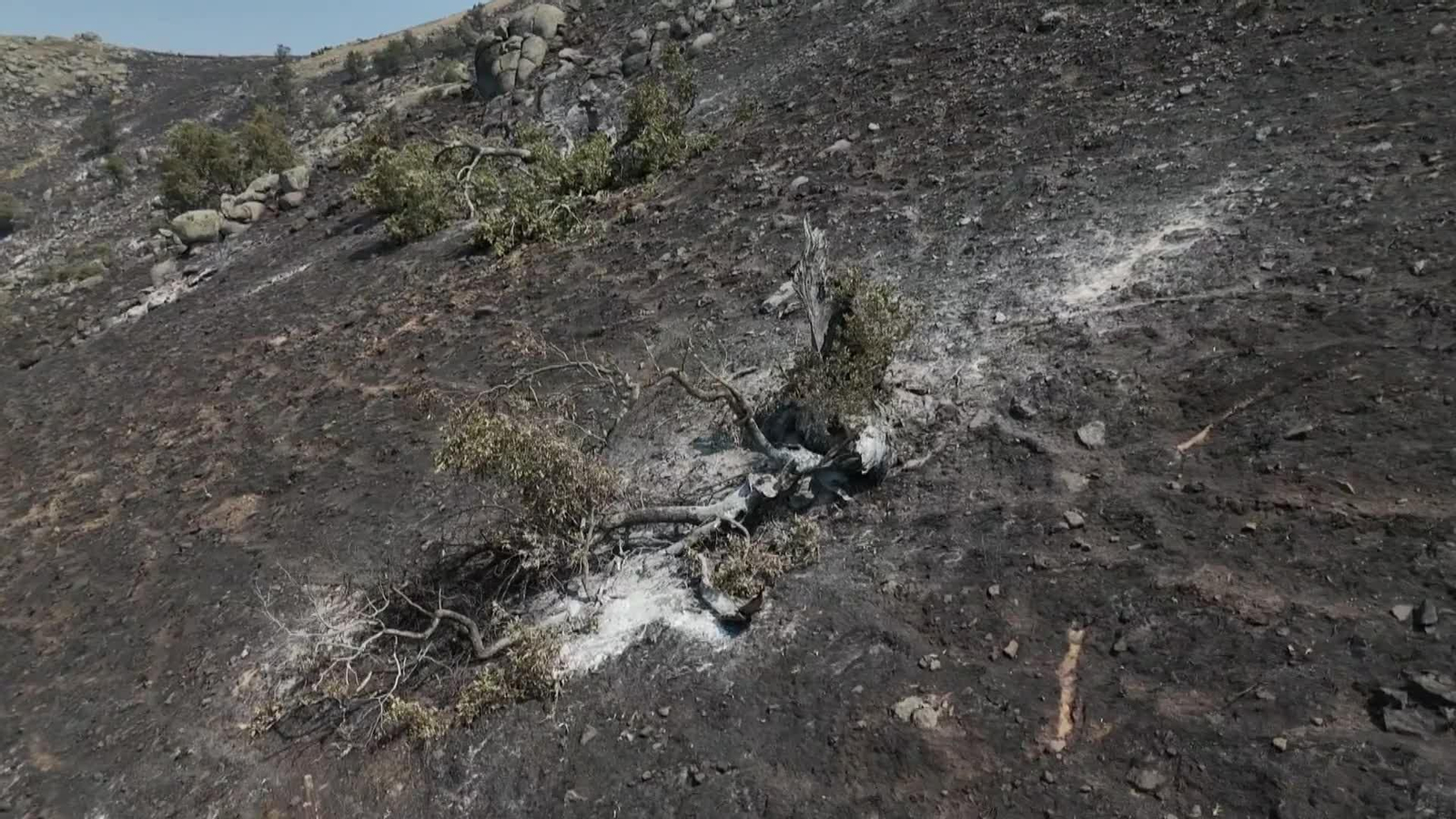 web cenizas tras el fuego