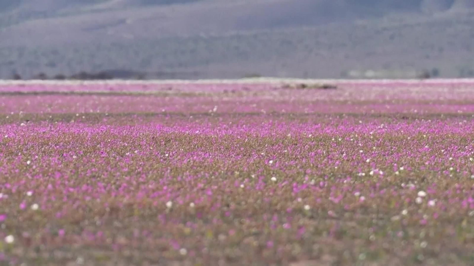 va flor atacama
