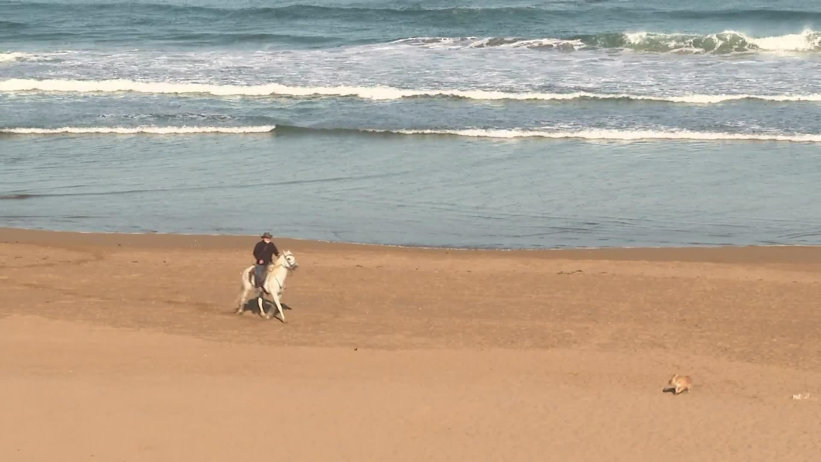 X050-BIZKAIA PERROS EN LA PLAYA DE SOPELA