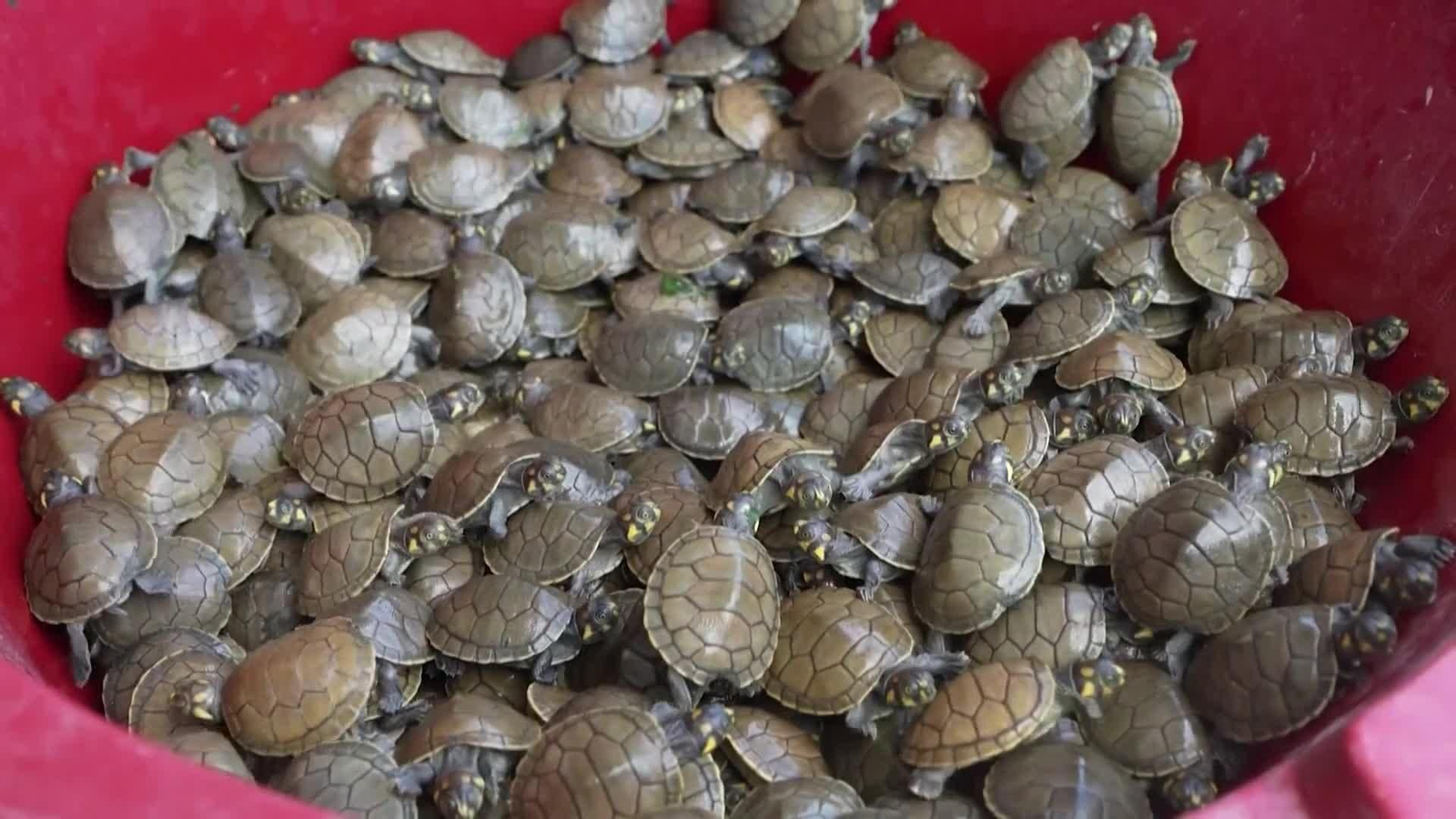 va tortugas peru