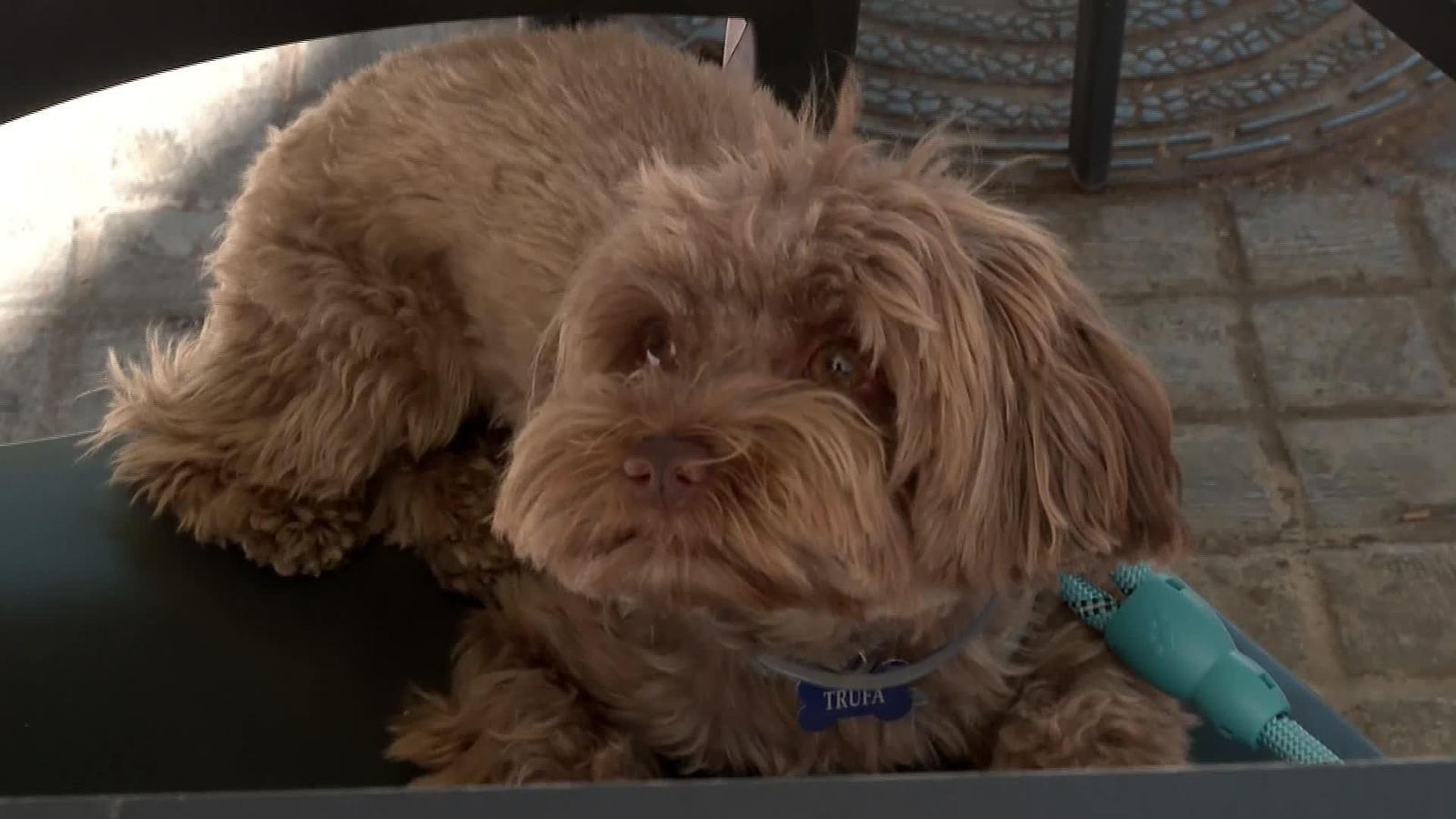 M065-VALENCIA MASCOTAS COMO MIEMBRO FAMILIA