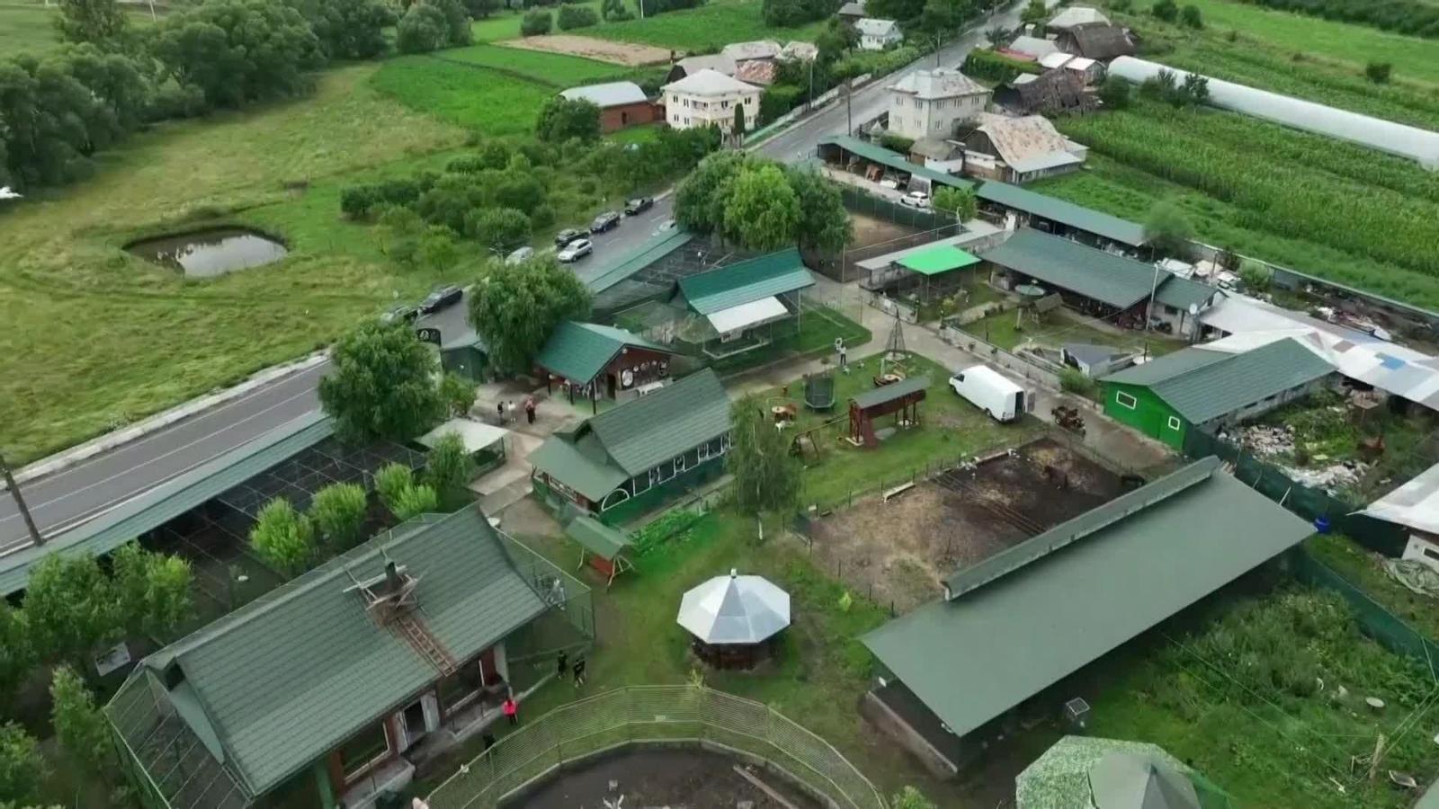 D609-RUMANIA NACE HIBRIDO DE LEON Y TIGRE