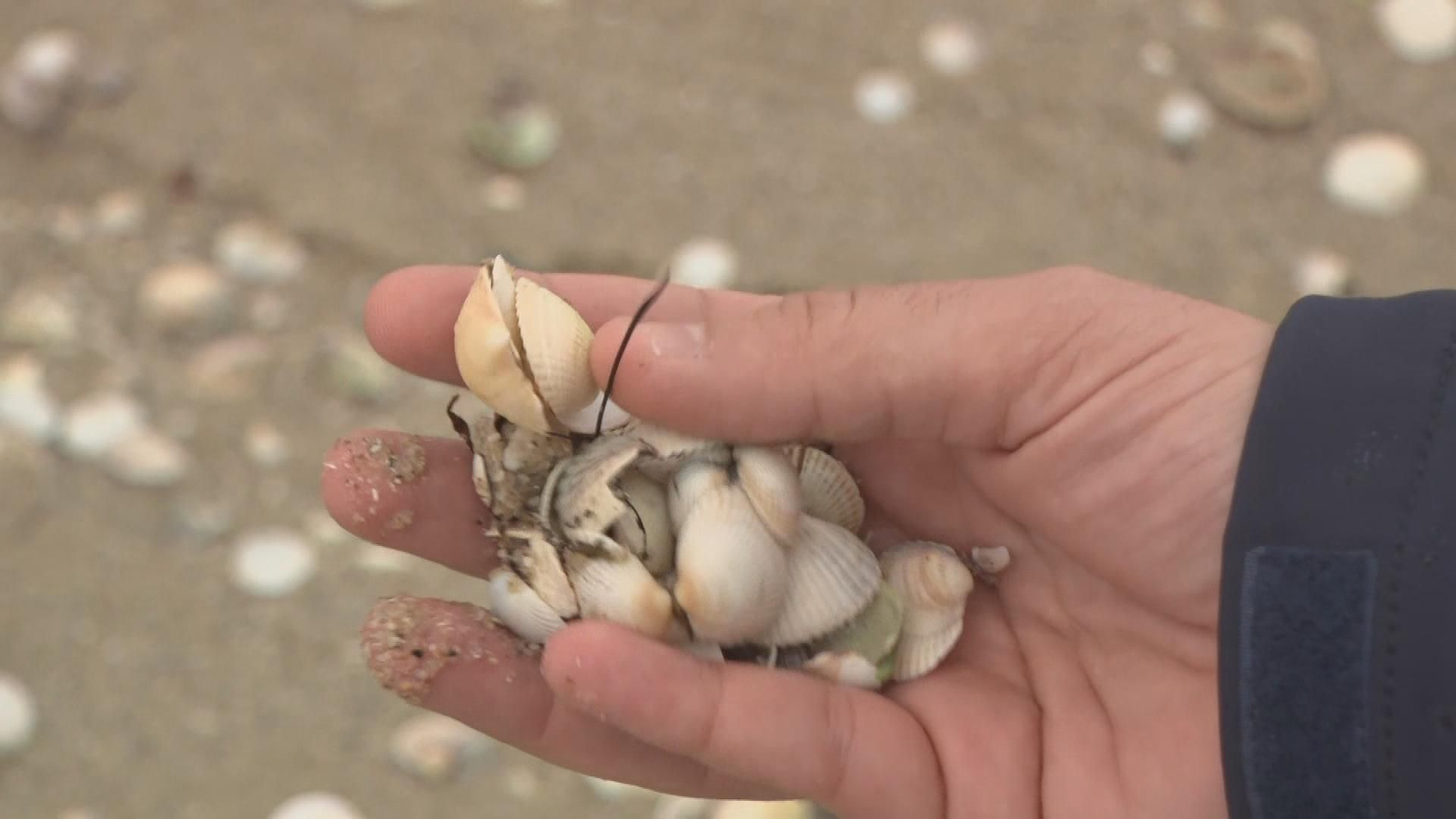 X038 A CORUÑA BERBERECHOS MUERTOS EN NOIA POR TEMPORAL frame 773