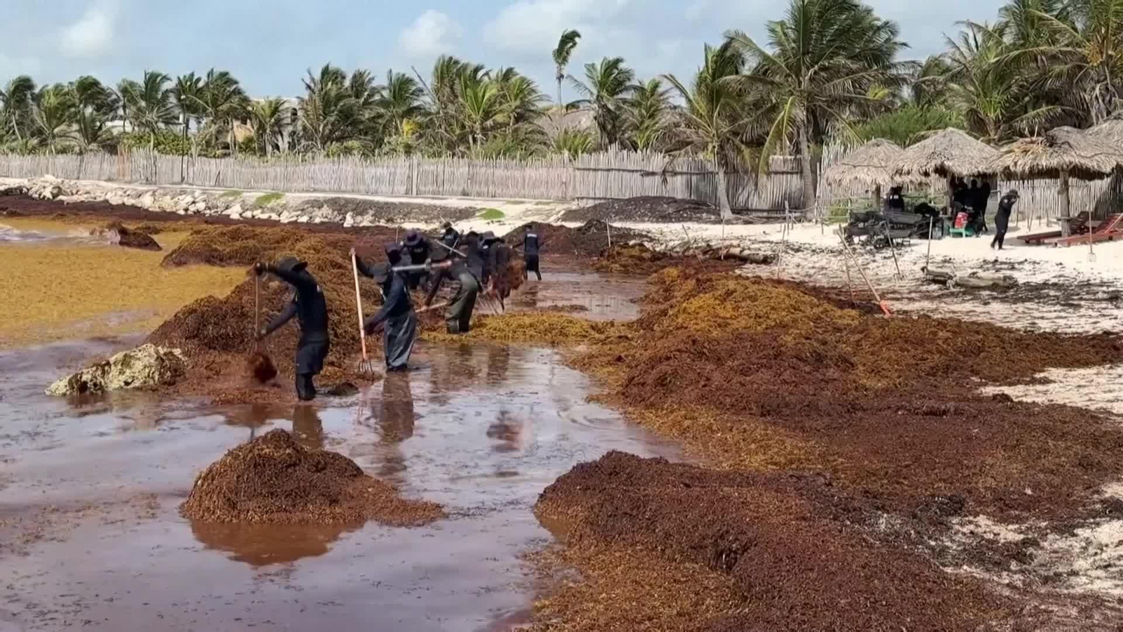 va algas mexico