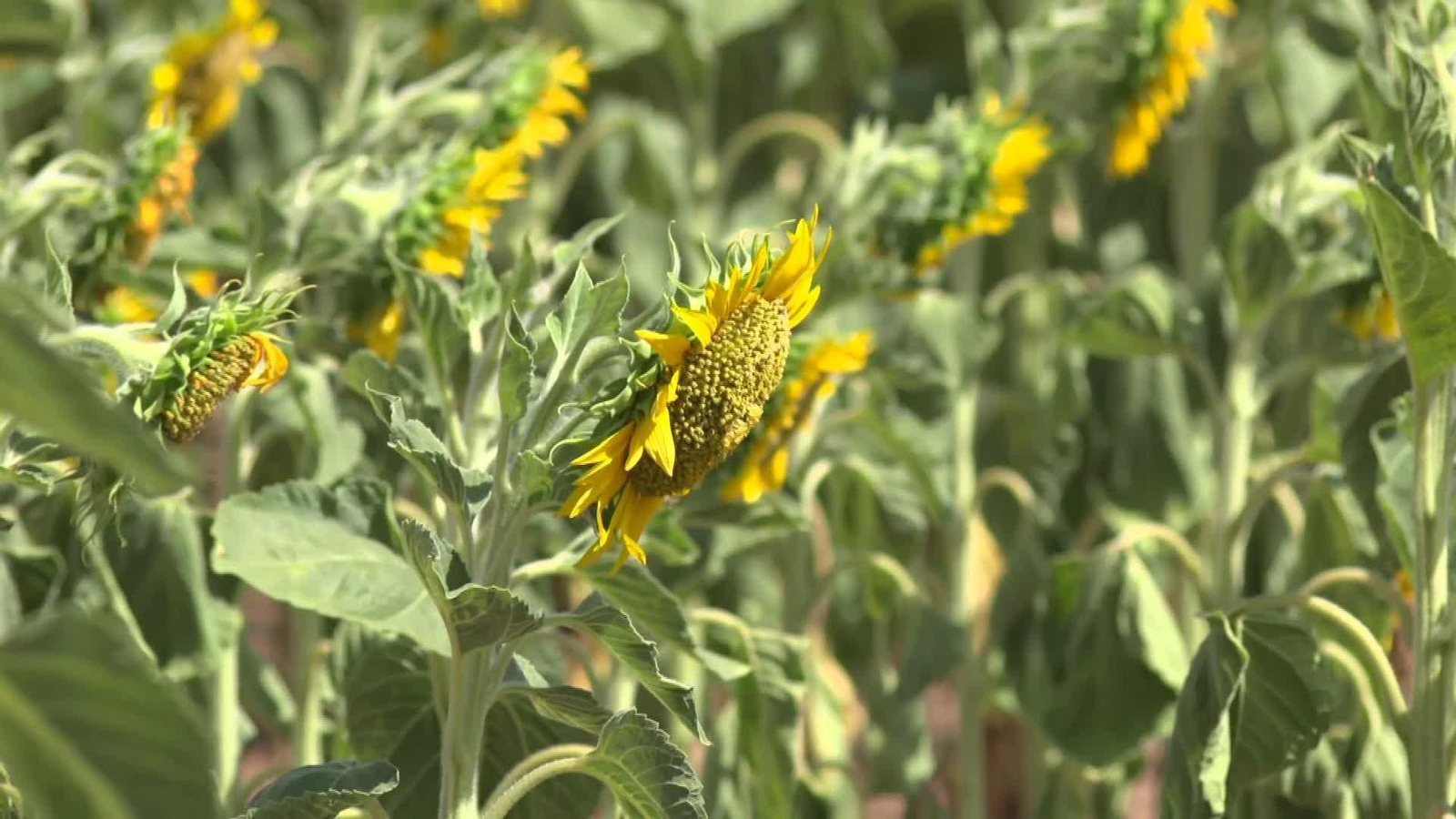 J025-BURGOS GIRASOLES BRIVIESCA