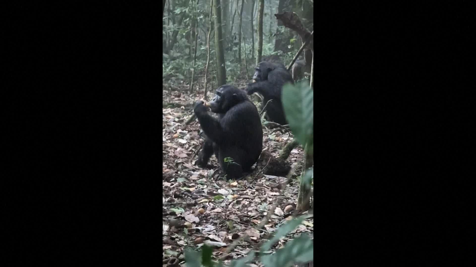 V057-UGANDA MONOS ALCOHOLICOS