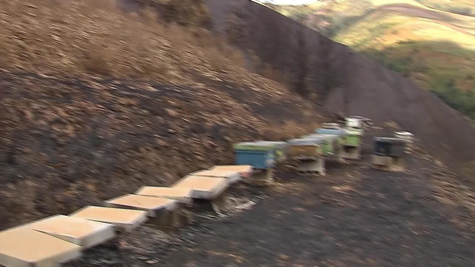 J038-ASTURIAS APICULTOR AFECTADO INCENDIOS