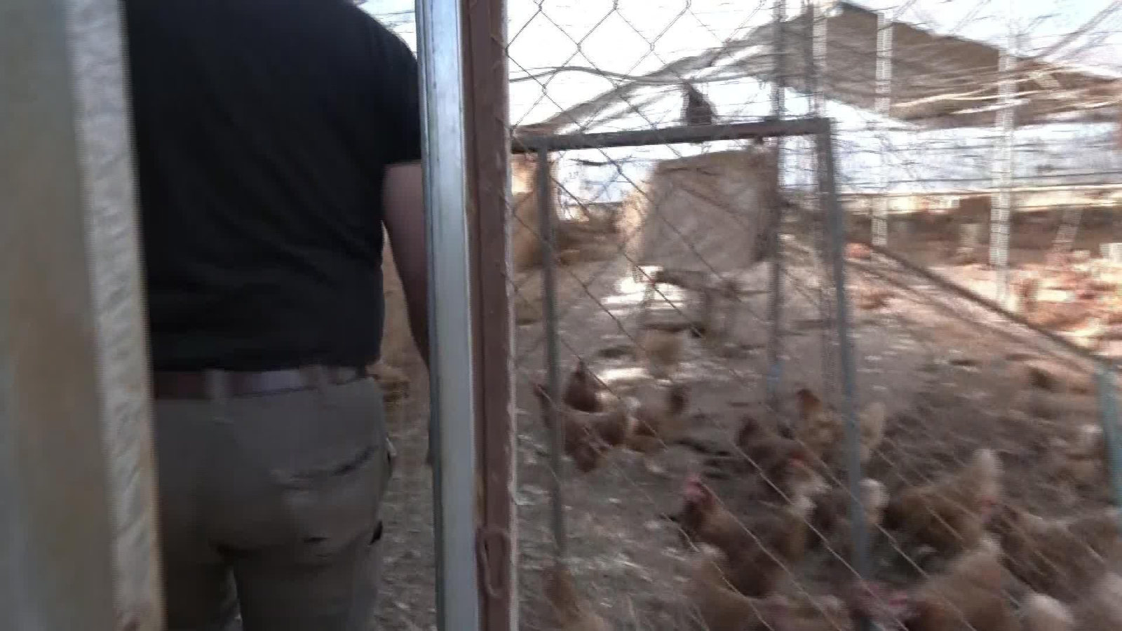 L052-EDI VARIOS GALLINAS CONFINADAS