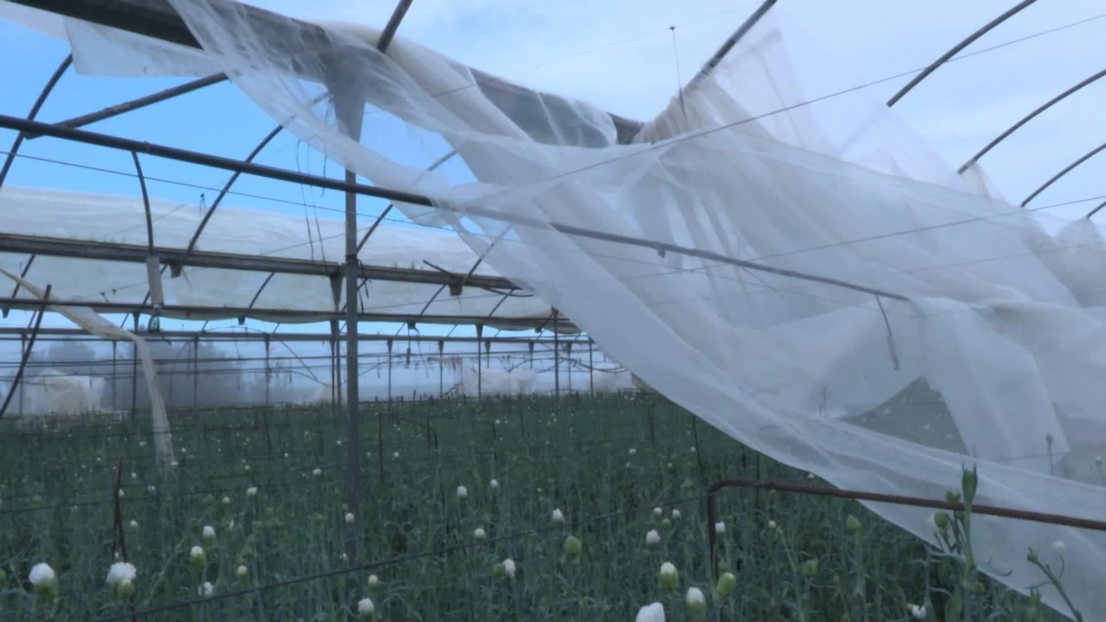 web perdidas agricultores