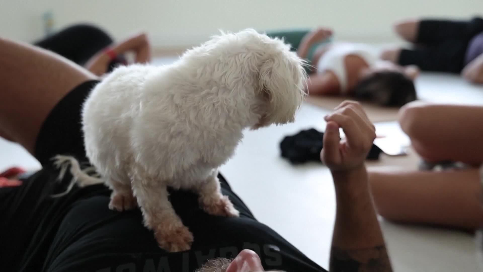 va yoga perros