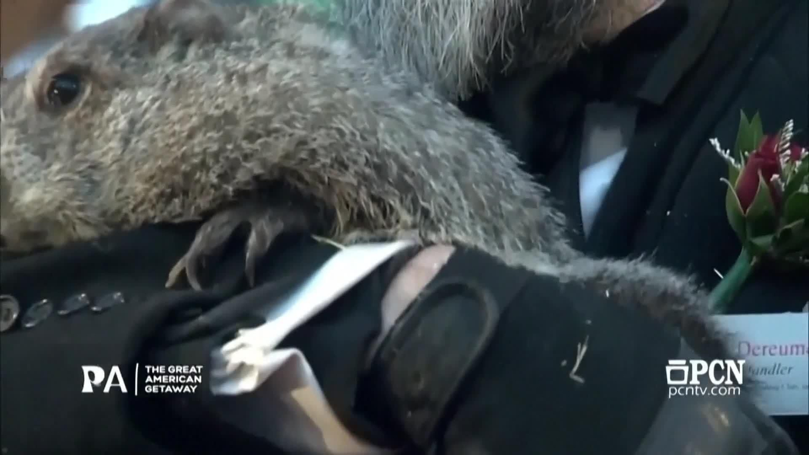 va marmota dice 6 semanas mas de invierno