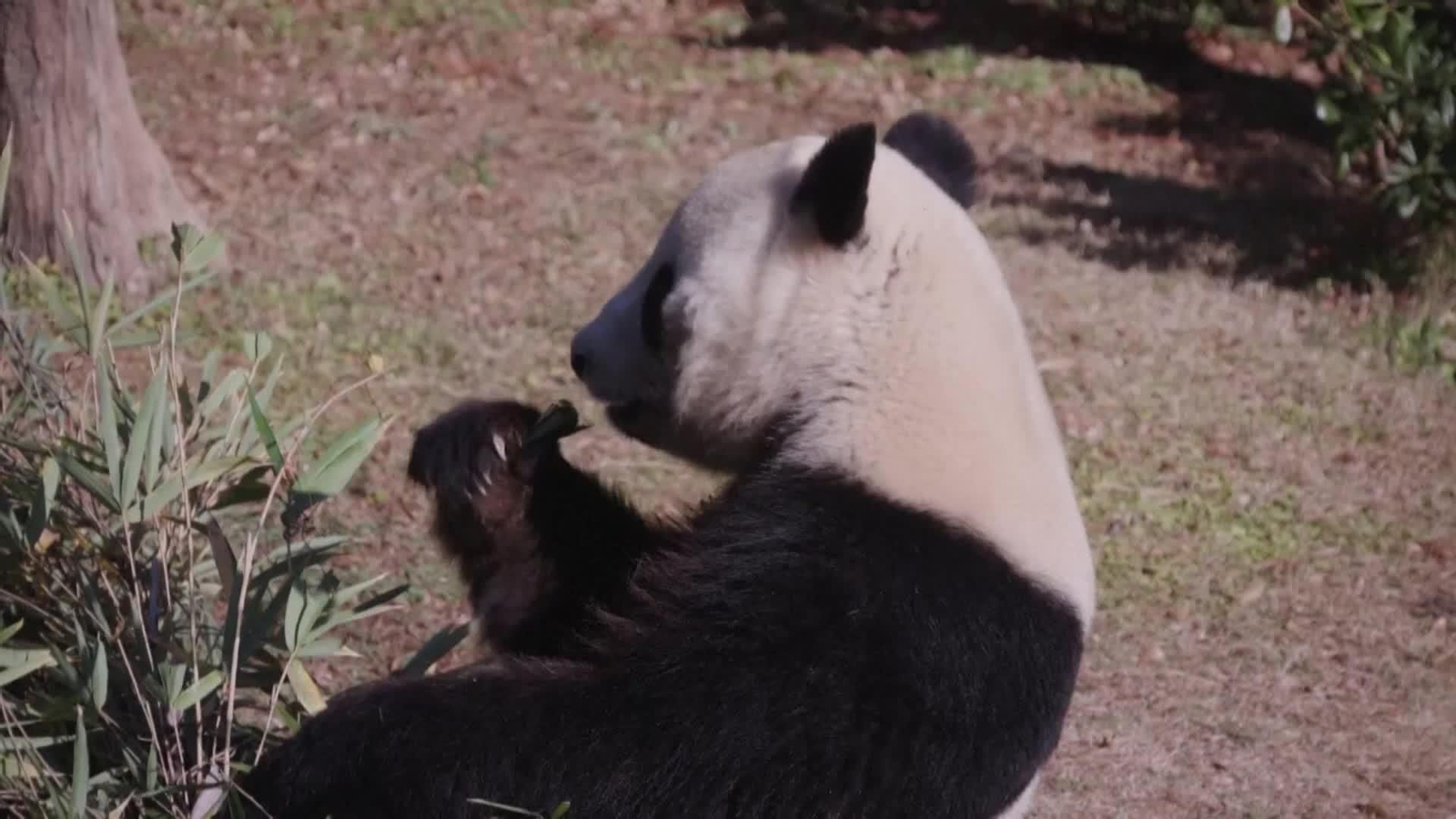 va pandas japon
