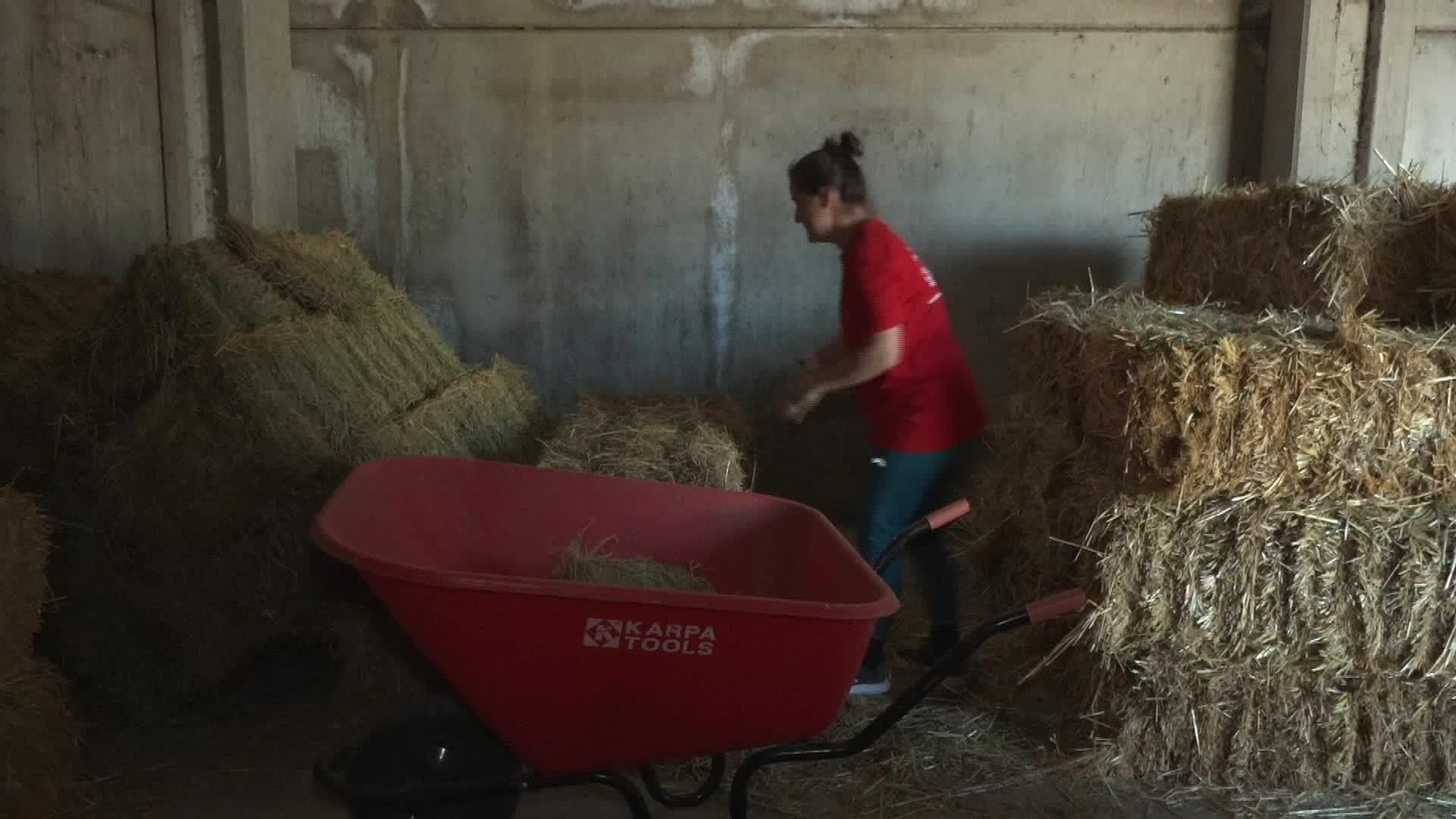 J045-SEVILLA EXPORTACION DE ALFALFA