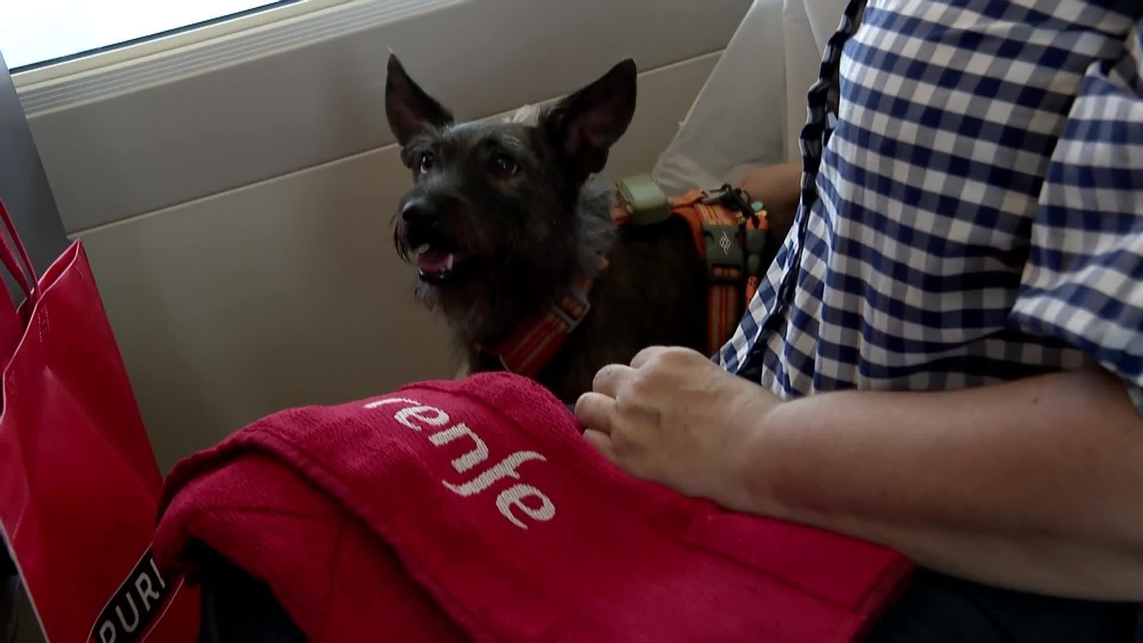 web perros en el tren