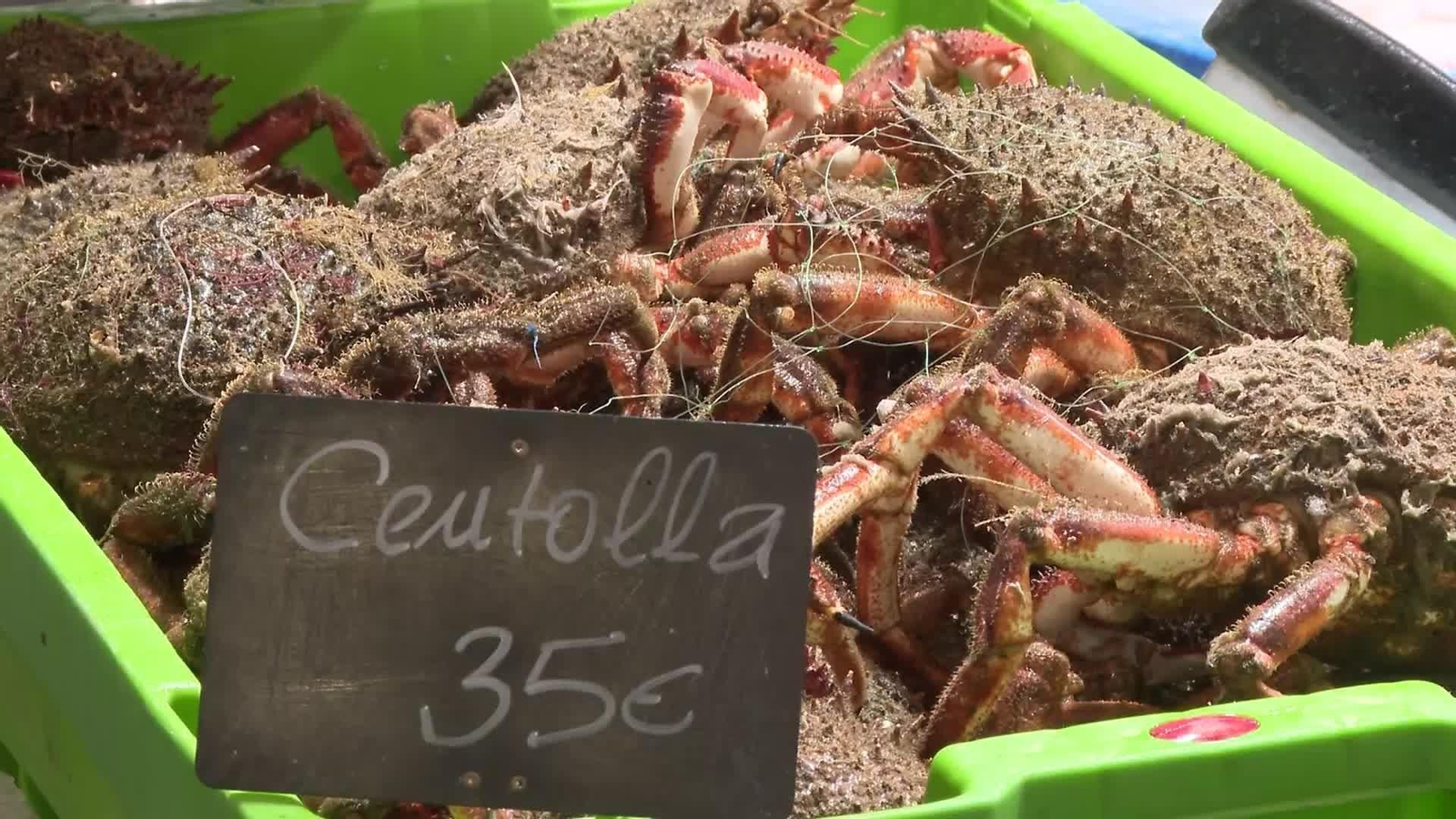 S024-A CORUÑA TEMPORADA CENTOLLA