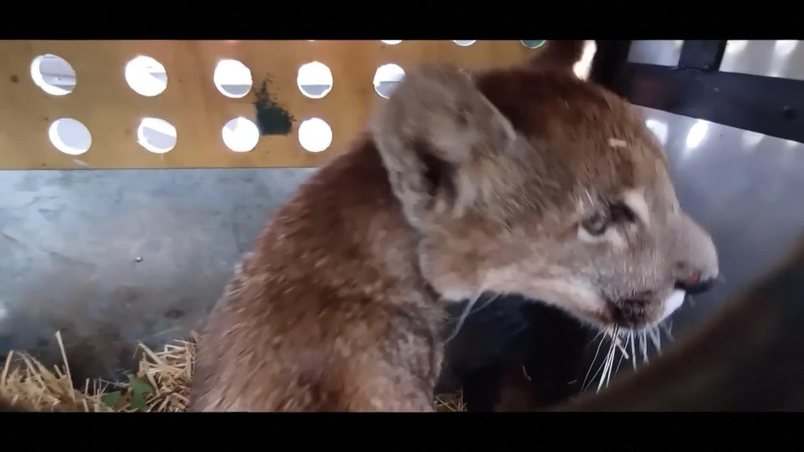 va puma chile