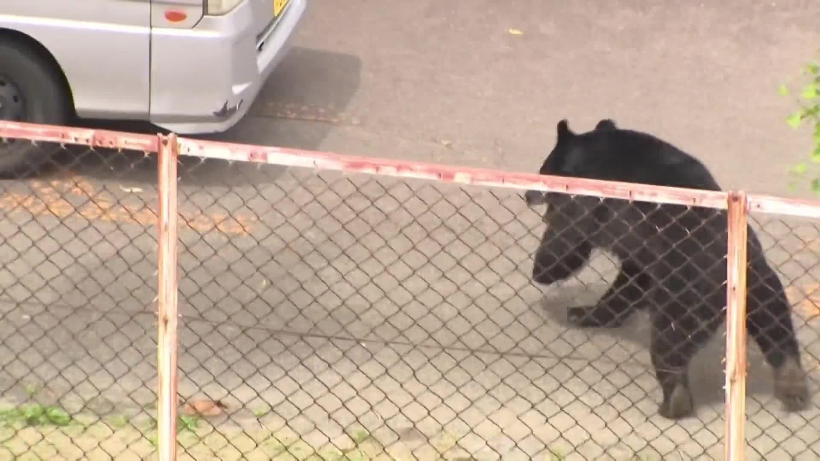 va oso japon