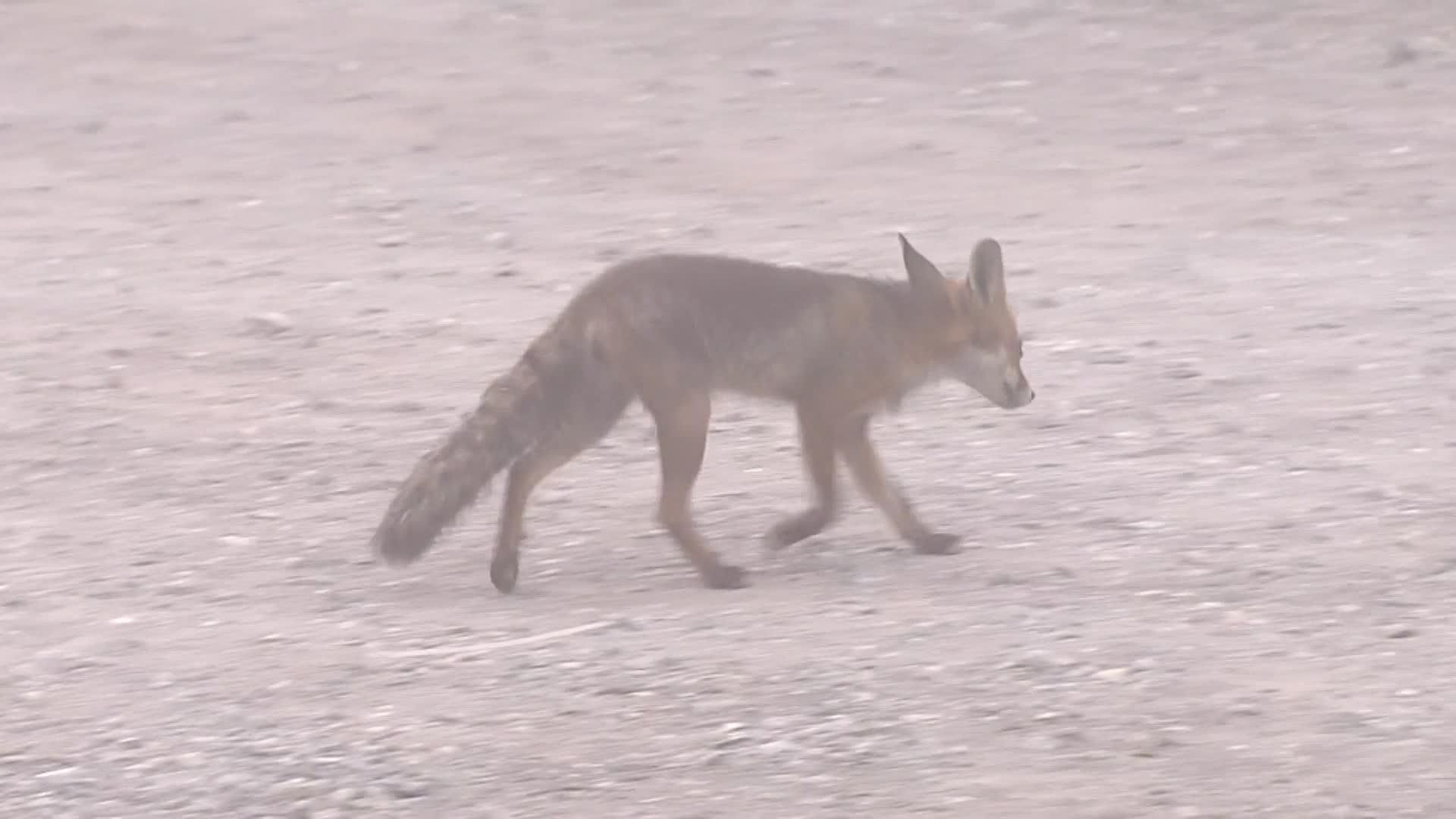 web zorros y mamiferos ok