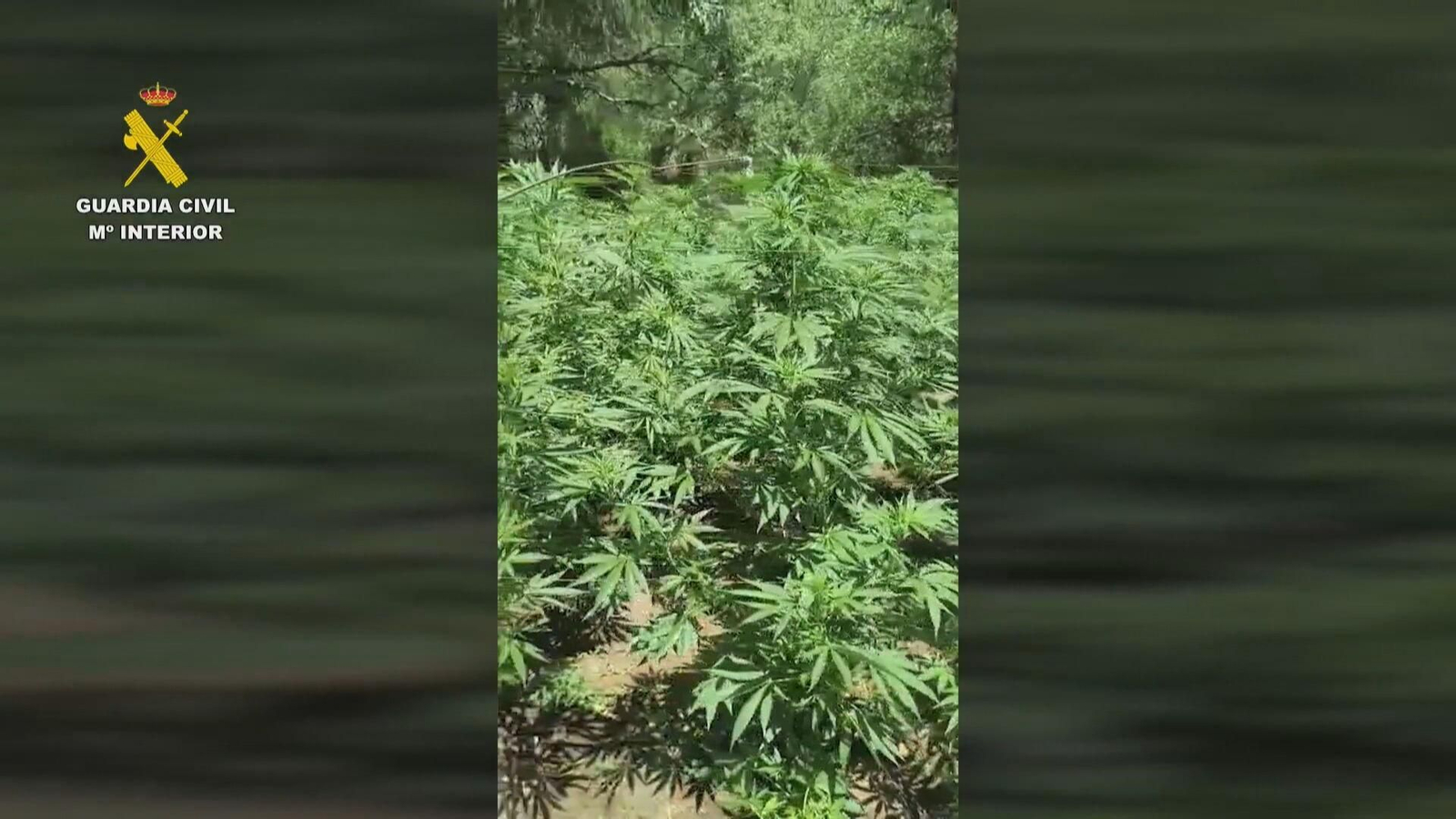 M070 CUENCA OPERACION GC CULTIVO MARIHUANA frame 144