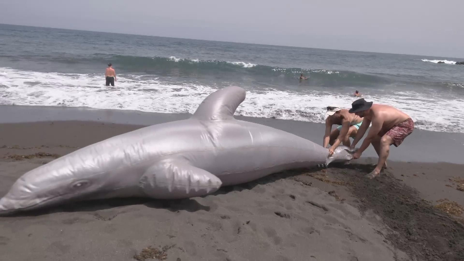 delfin varado