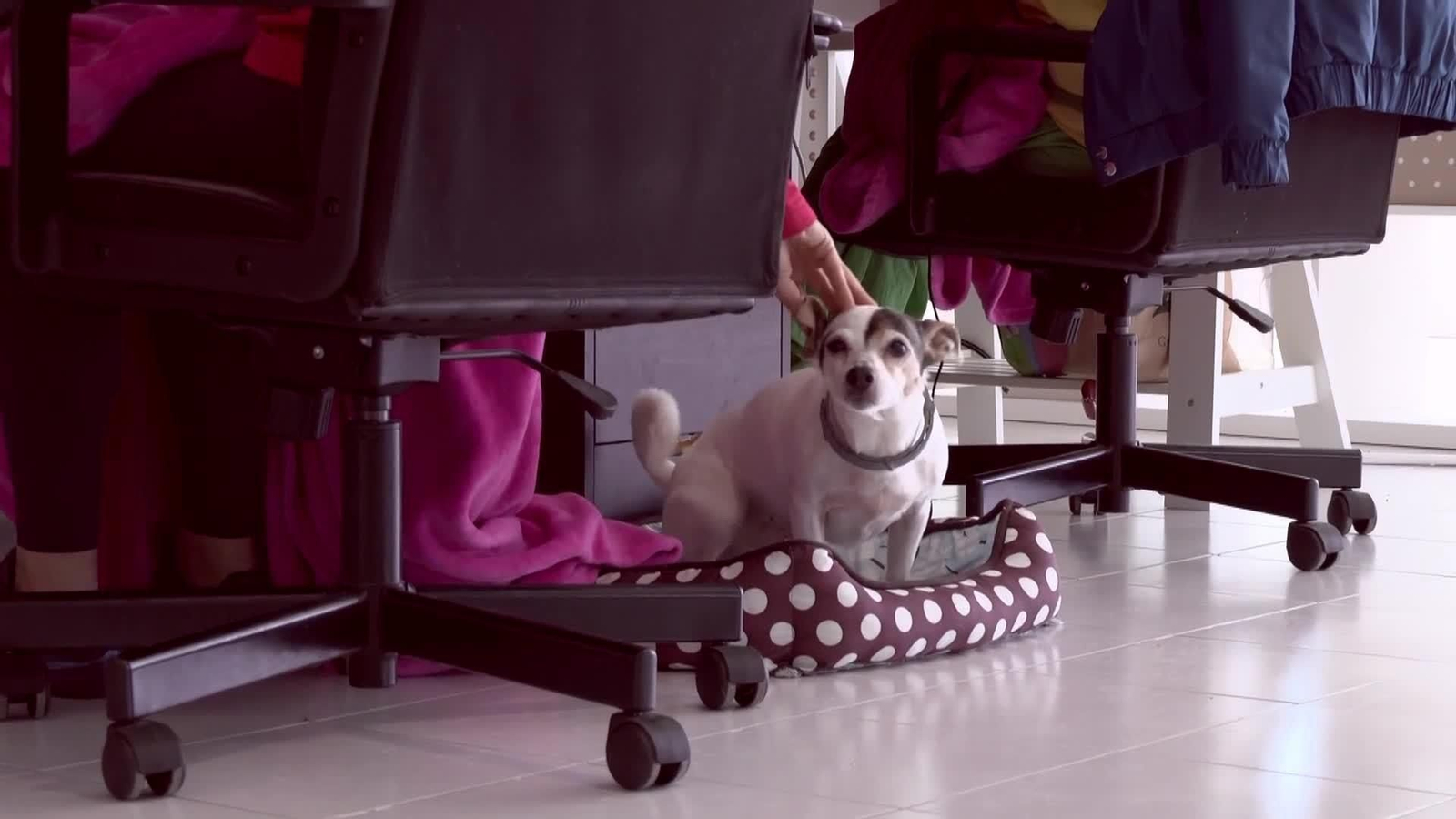 web perros en la oficina