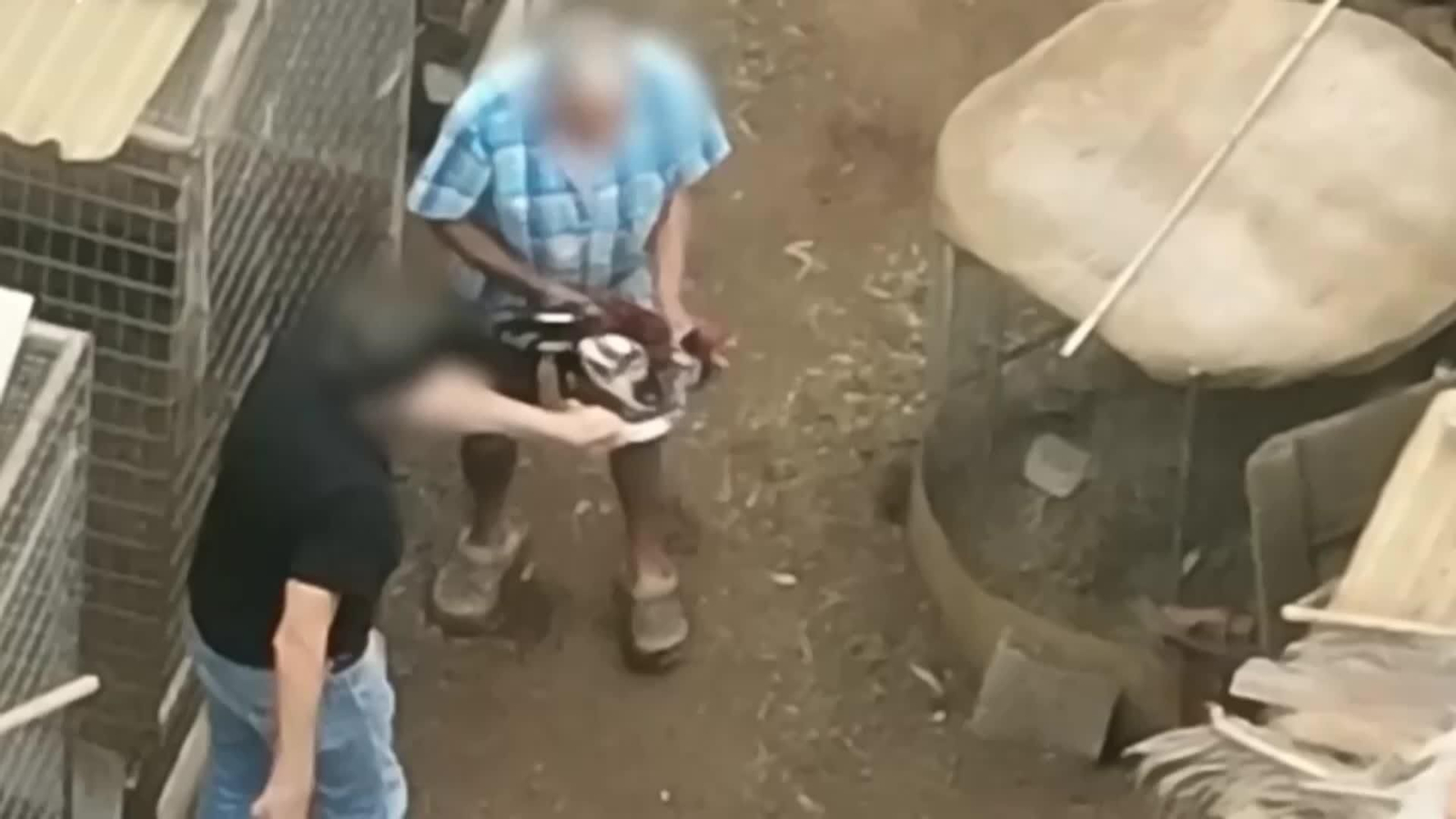 D009-TENERIFE INVESTIGADOS MALTRATO GALLOS PELEA