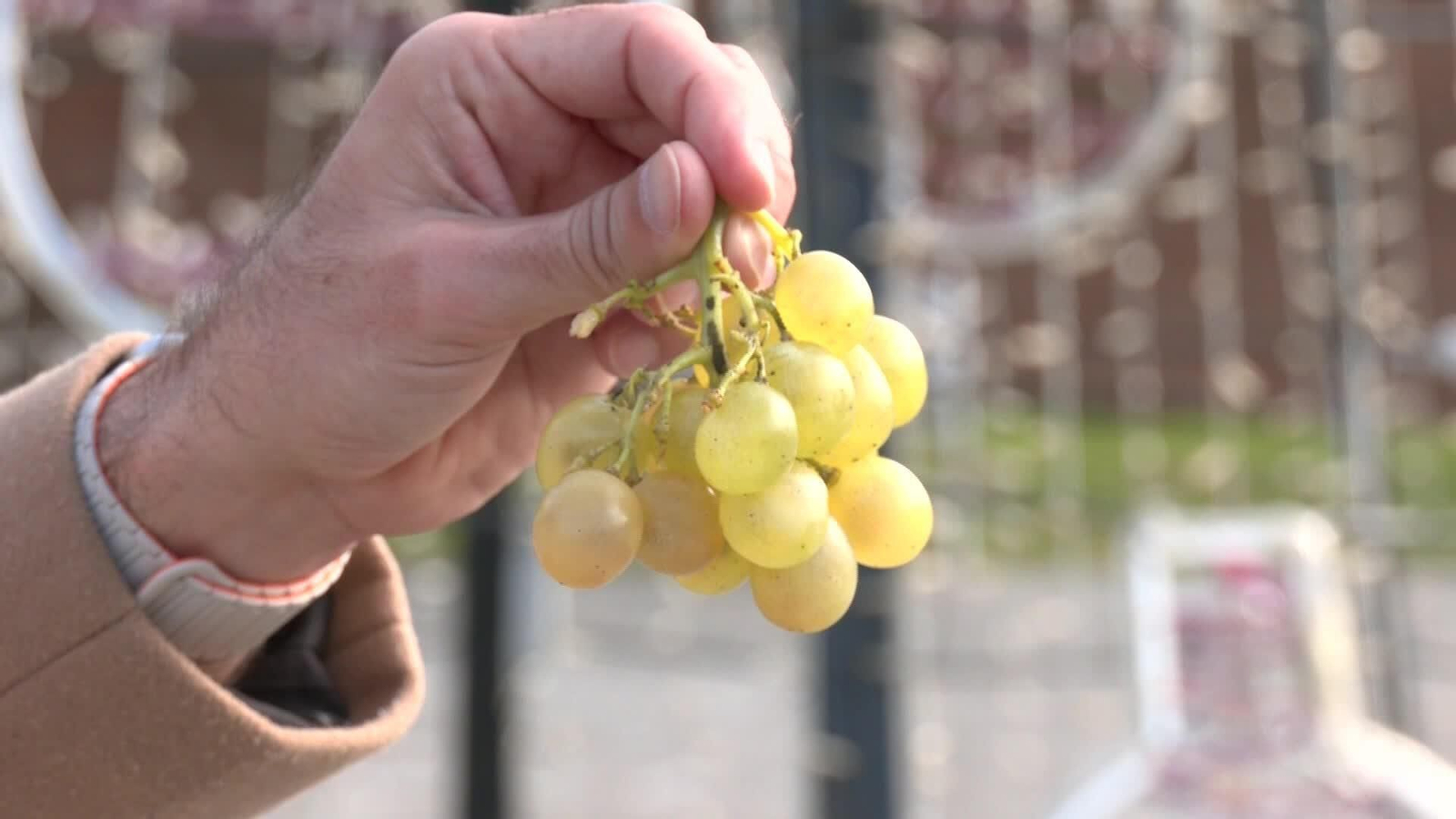 X039-SEVILLA EVITAR ATRAGANTAMIENTOS EN NOCHEVIEJA