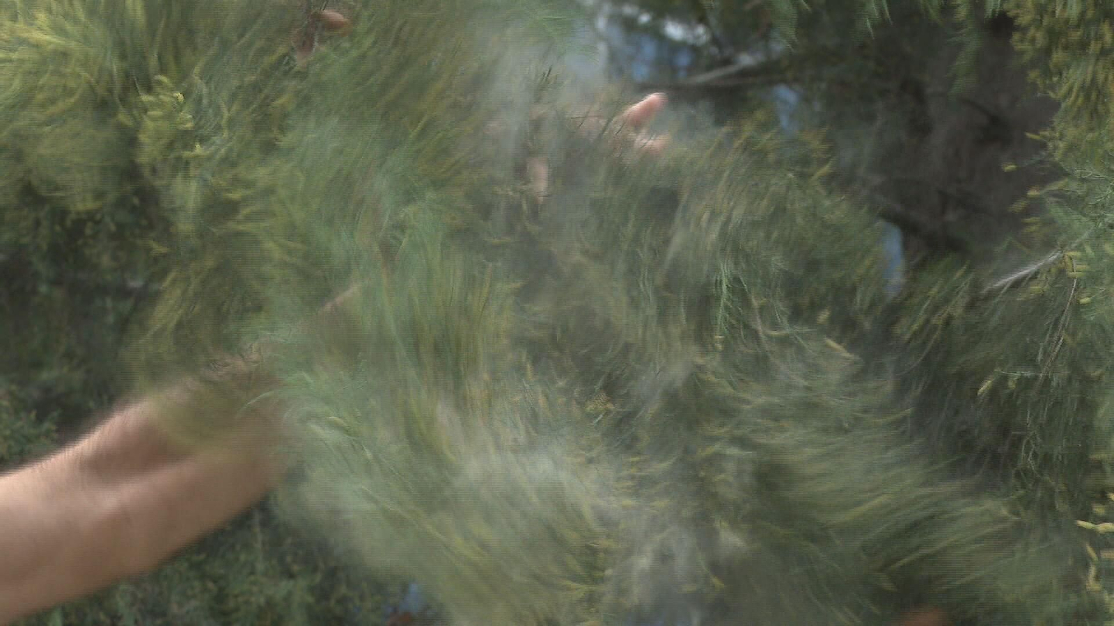 J072-EDI VARIOS POLENES DE INVIERNO