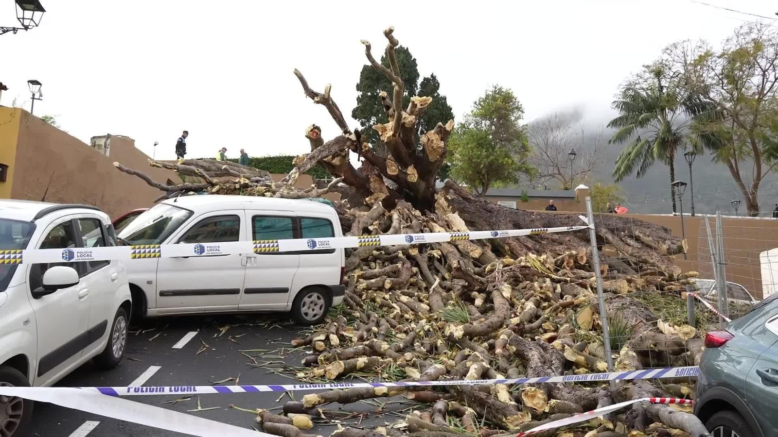 J031-TENERIFE ARBOL CENTENARIO CAIDO