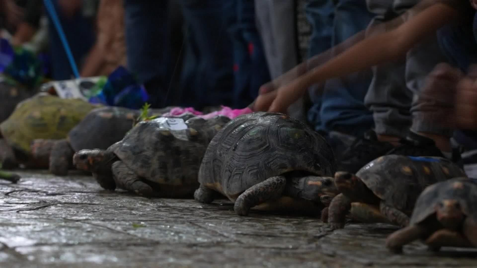 S003-VENEZUELA CARRERA TORTUGAS PINTADAS