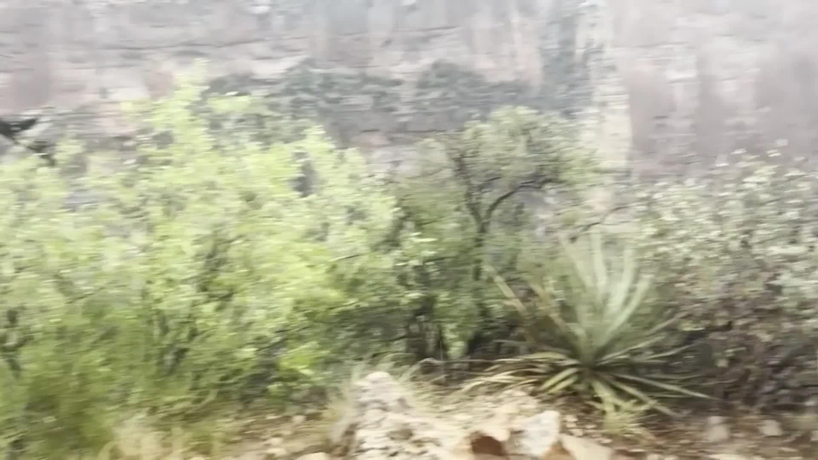 va riada gran cañon