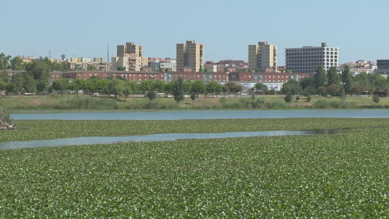 El nenúfar mexicano obliga a restringir la navegación en el Guadiana a su paso por Badajoz