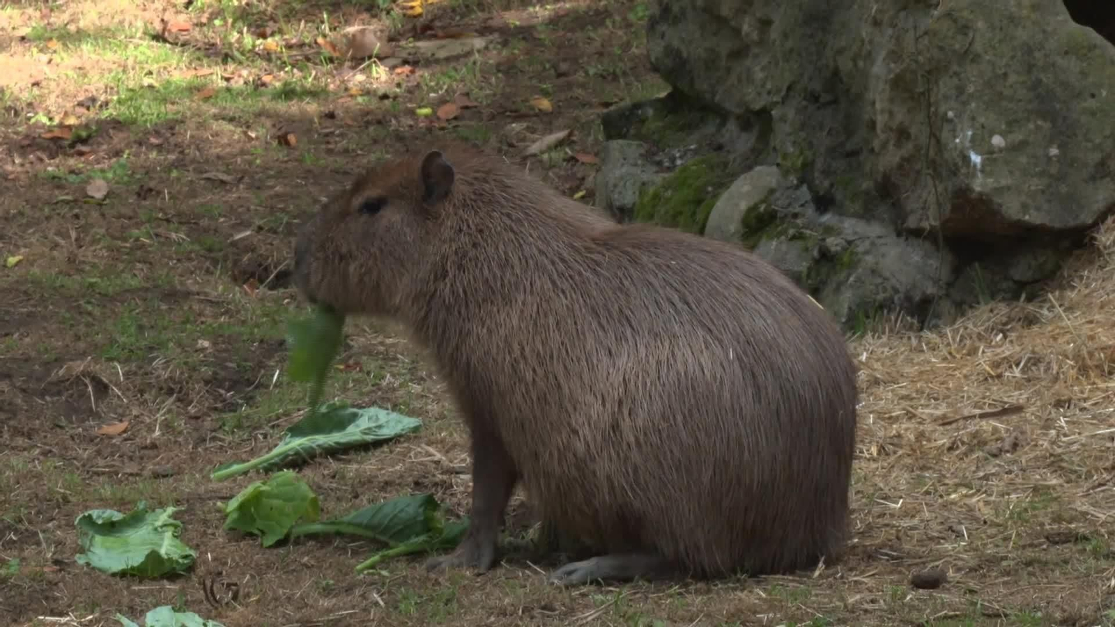 L001-EDI CANTABRIA ZOO SANTILLANA CAPIBARAS