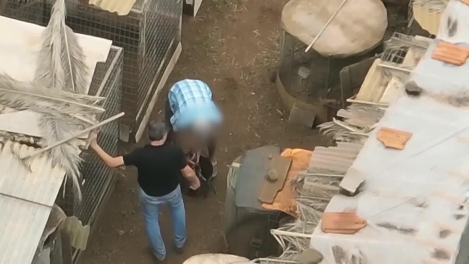 vapeleas de gallos detenidos