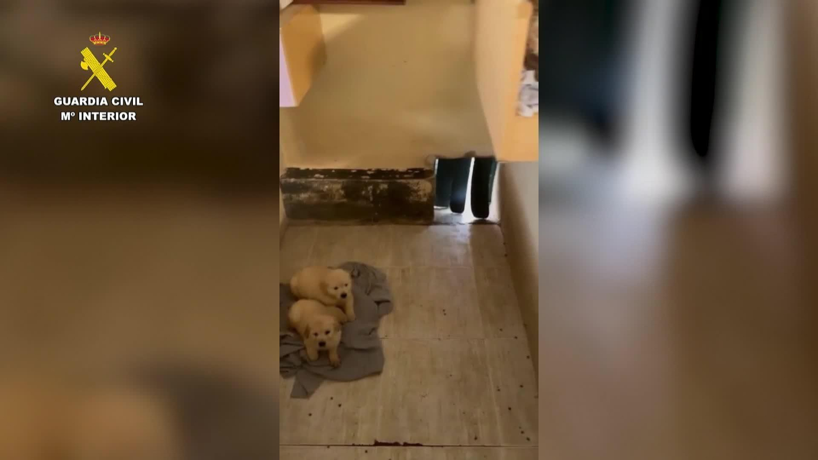va guardia civil cachorros