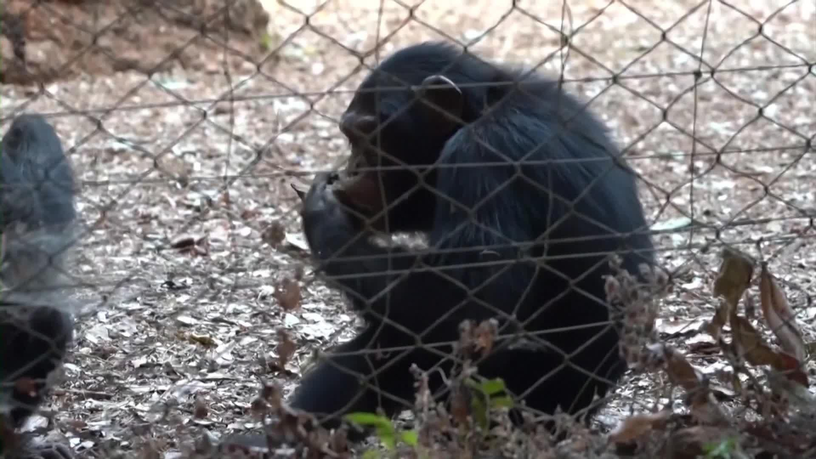 web santuario chimpances