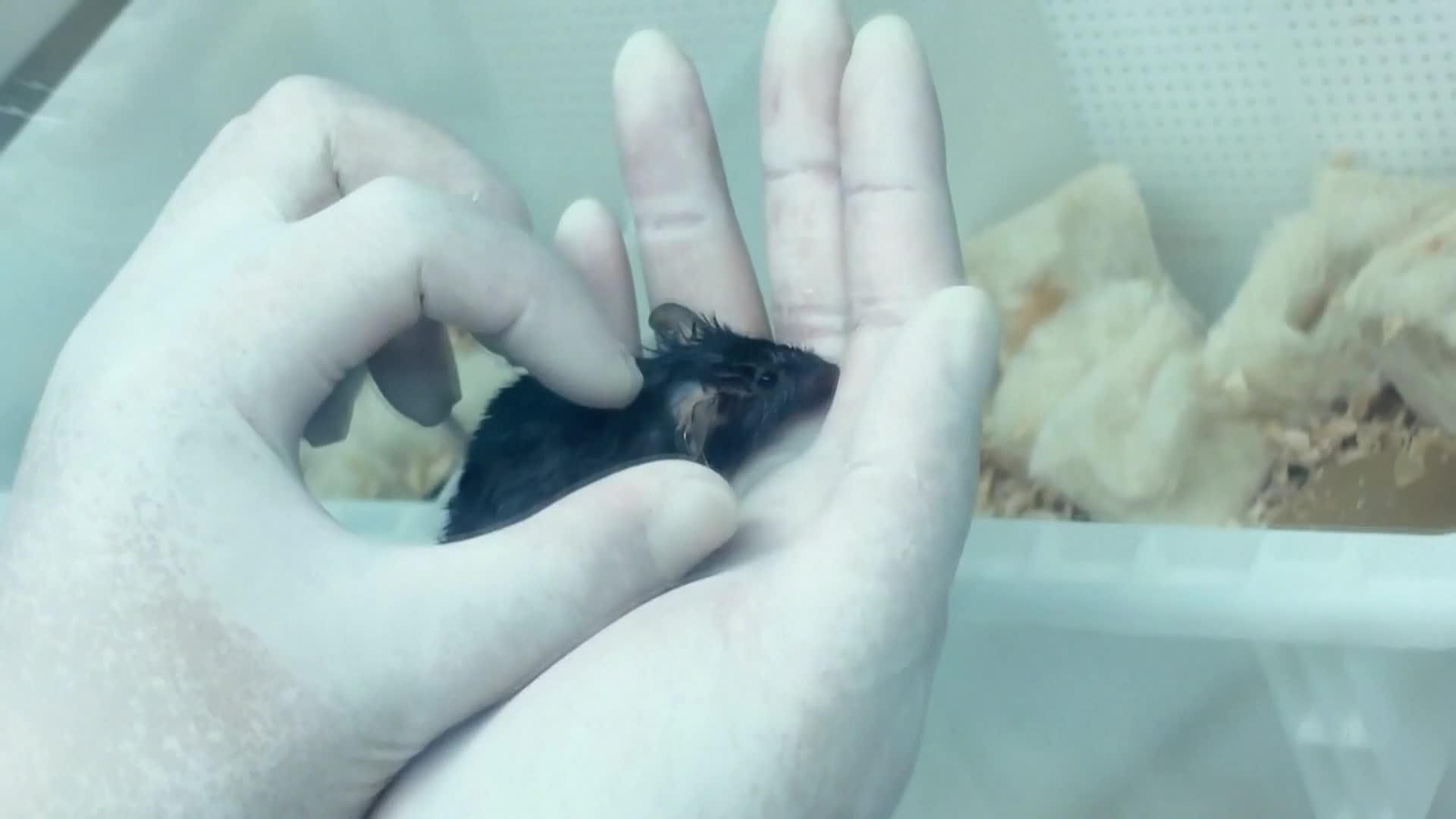 va ratones china regresan