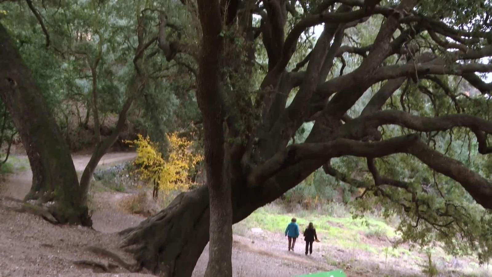 web arboles monumentales