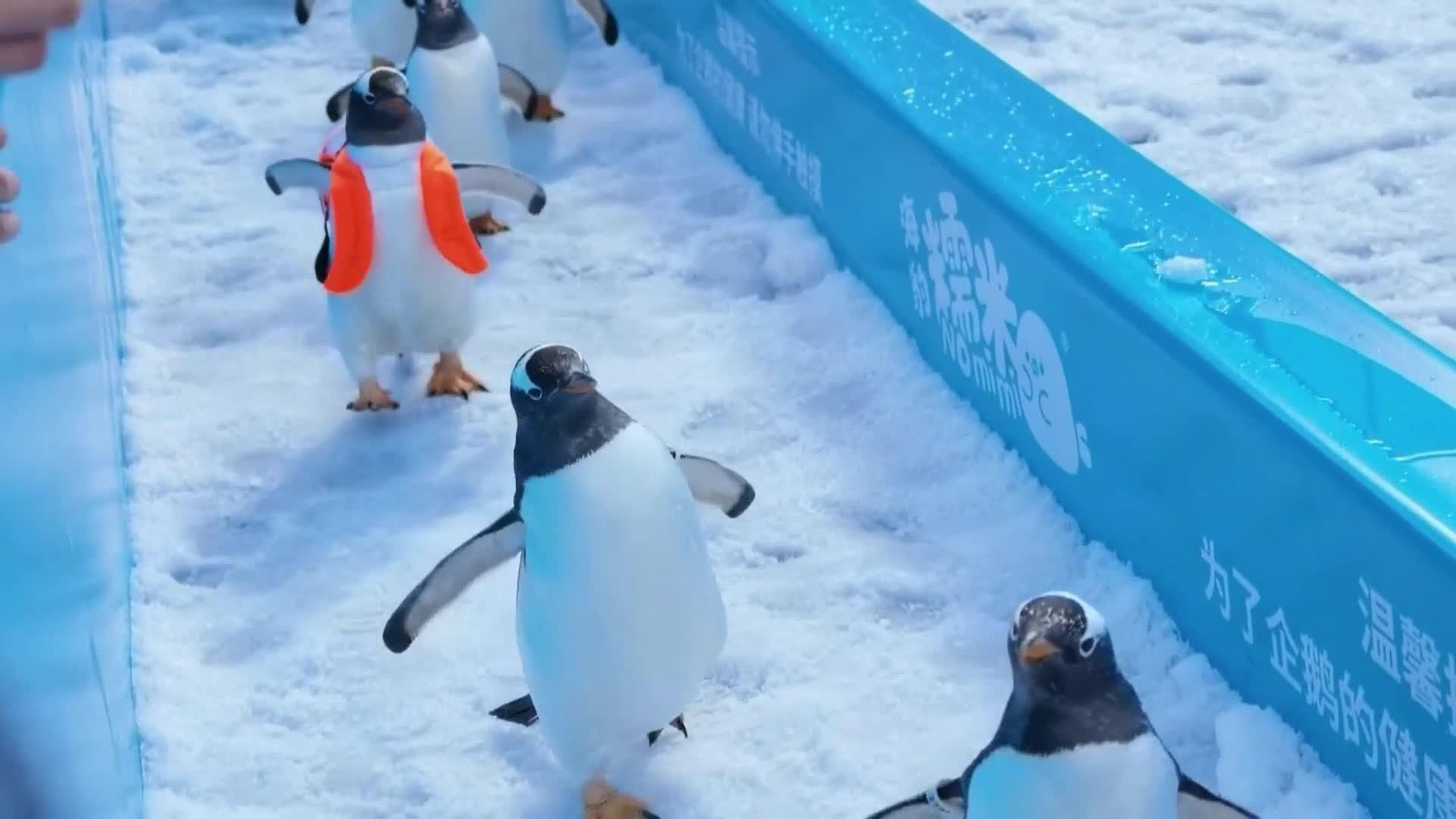 va desfile pinguinos