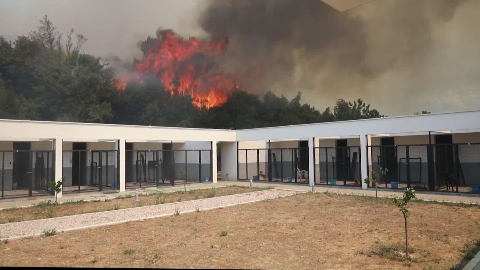 L064-MONTENEGREO INCENDIO PERRERA