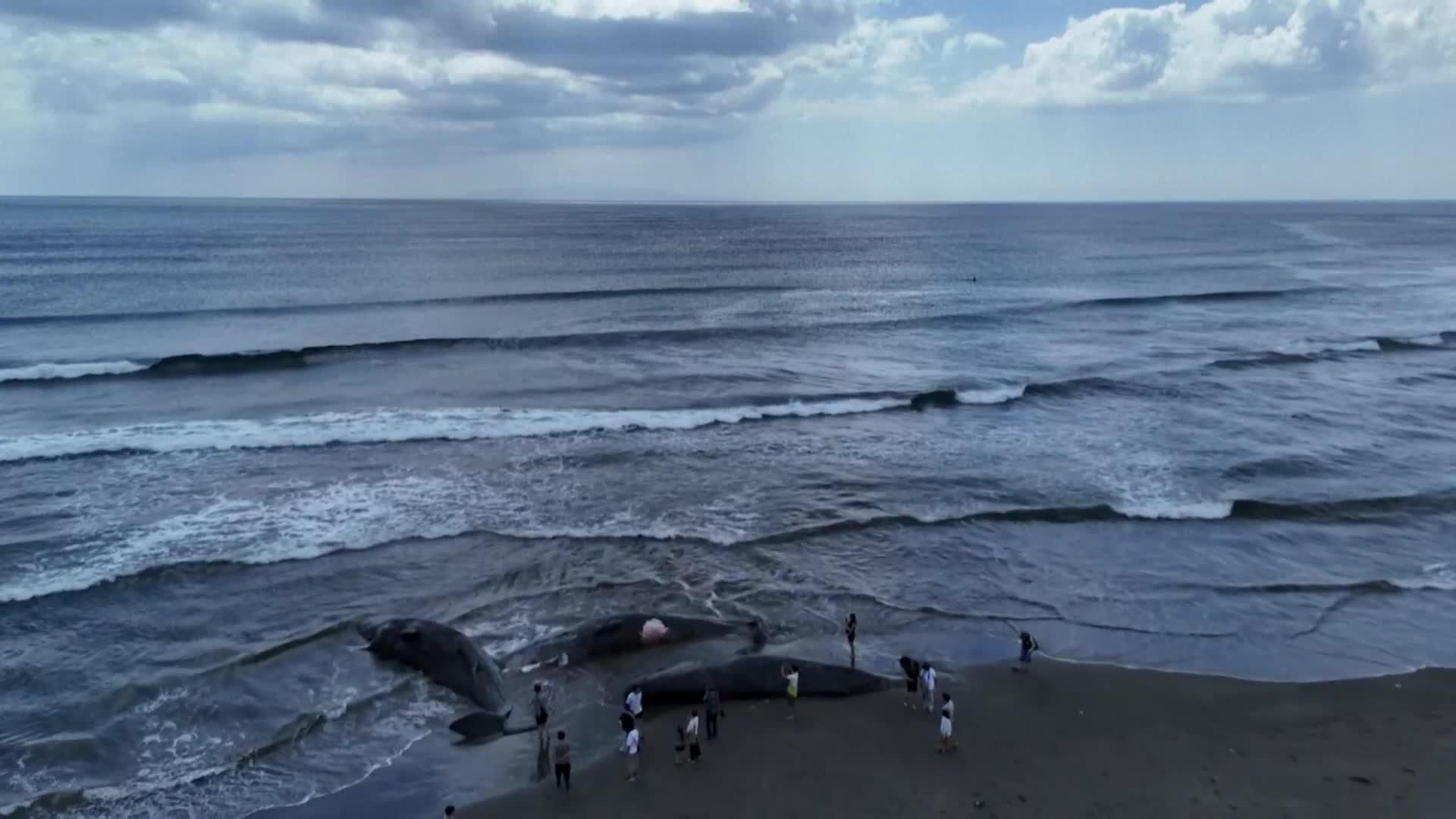 va ballenas muertas japon