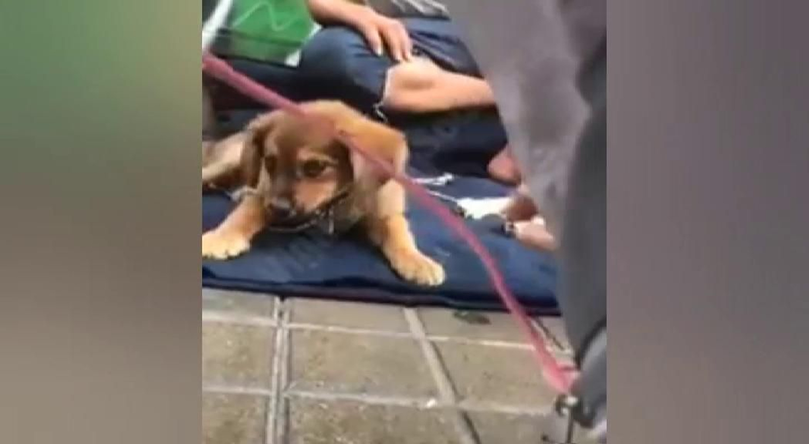 Mafias de la mendicidad utilizan a perros drogados para pedir dinero Mafias de la mendicidad utilizan a perros drogados para pedir dinero