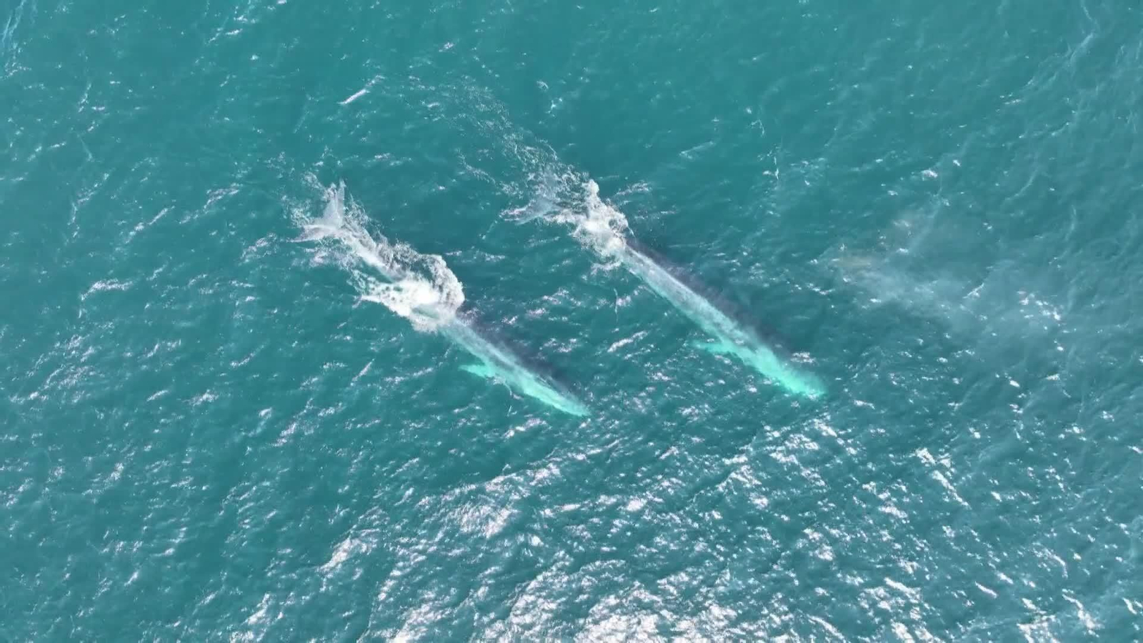 web ballenas galicia