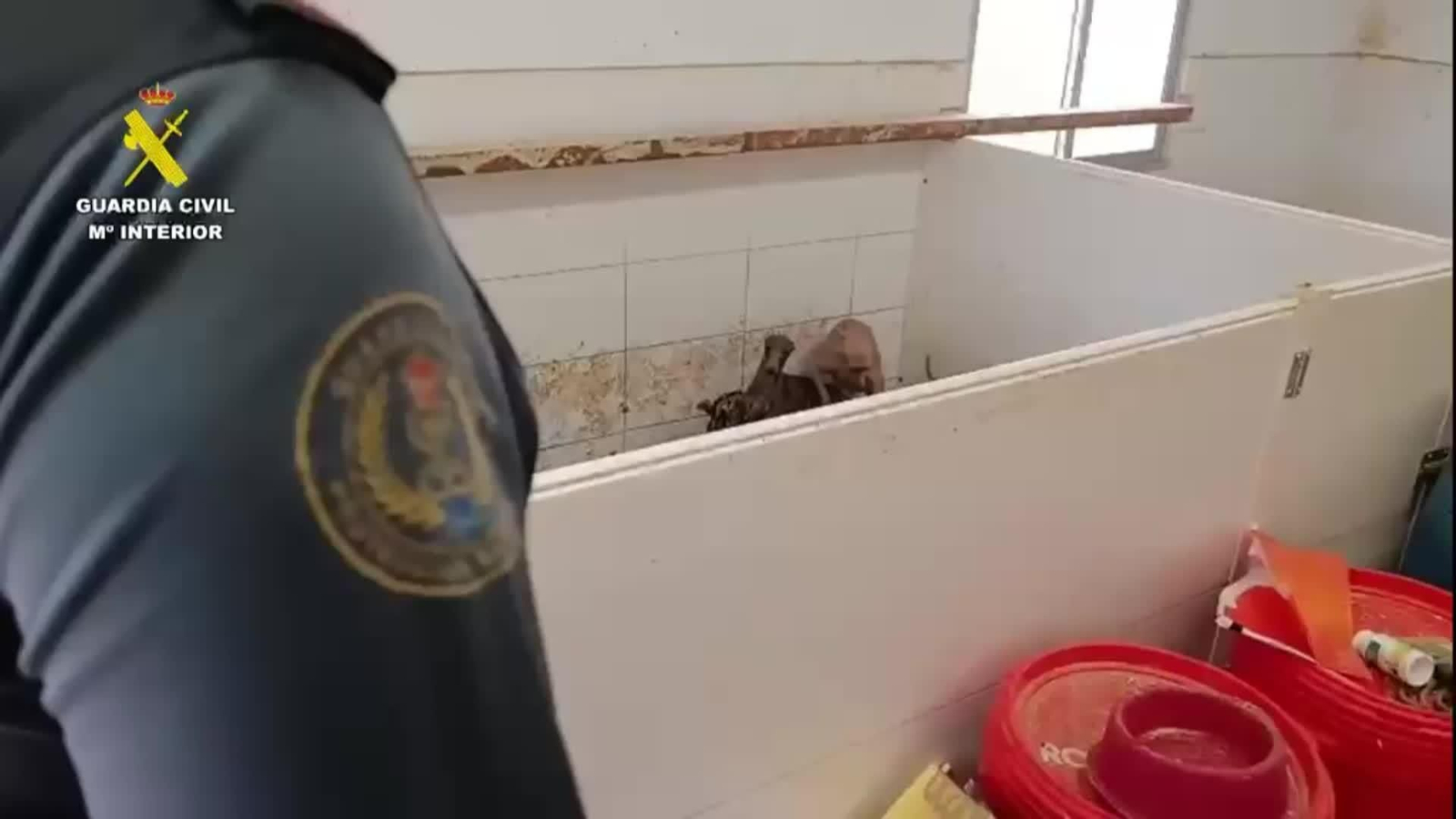 S013-IMAGENES GC OPERACION ANIMALES EXOTICOS SEVILLA