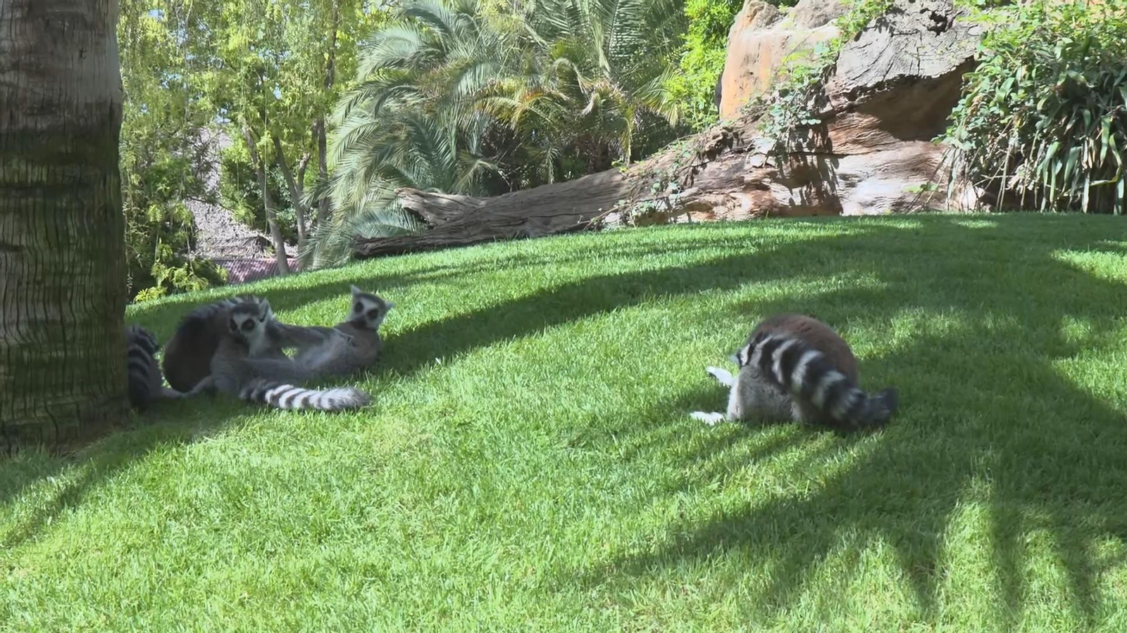 X043 VARIOS ESTUDIO MONOS DE GIBRALTAR frame 2275